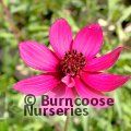 COSMOS atrosanguineus 'Cherry Chocolate' 